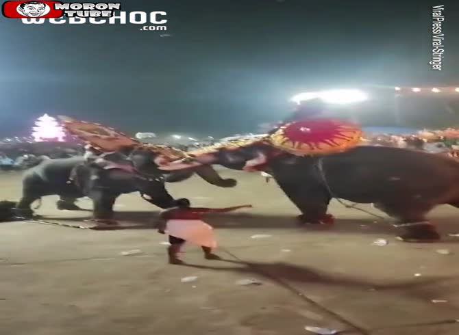 Video :At a religious ceremony in India, elephants engage in combat before attacking onlookers